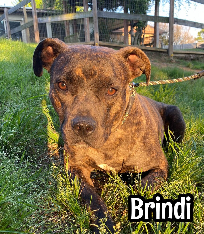 Brindi